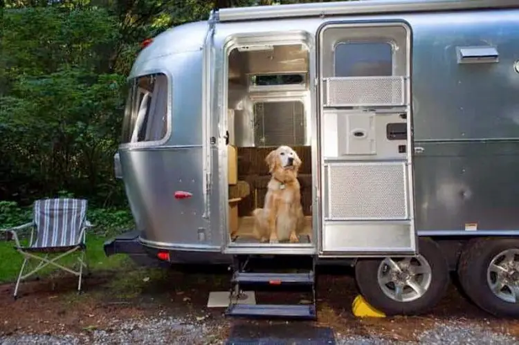 Help Your Pet Get Used To Traveling In An RV