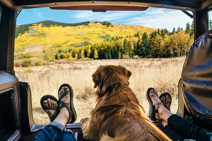 RVing With Dogs & Cats: How to Travel With Pets