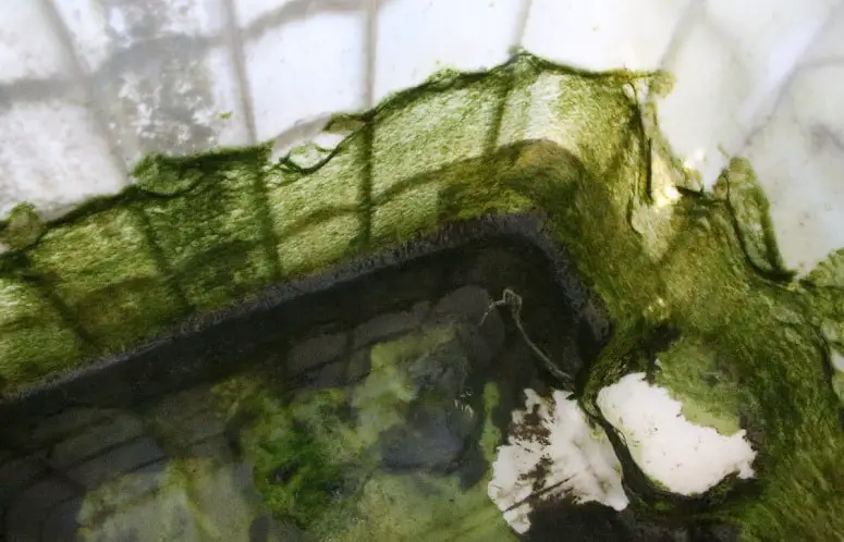 Algae In Fresh Water Tank