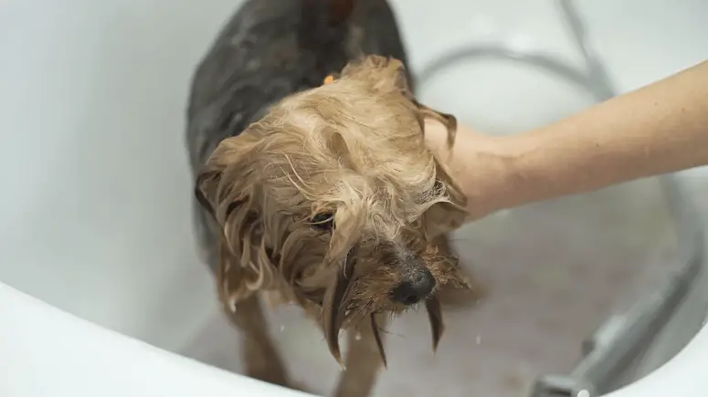 Bathing Yorkshire Terrier