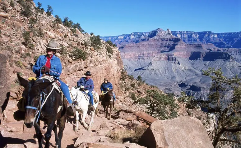 Grand Canyon Mule Ride