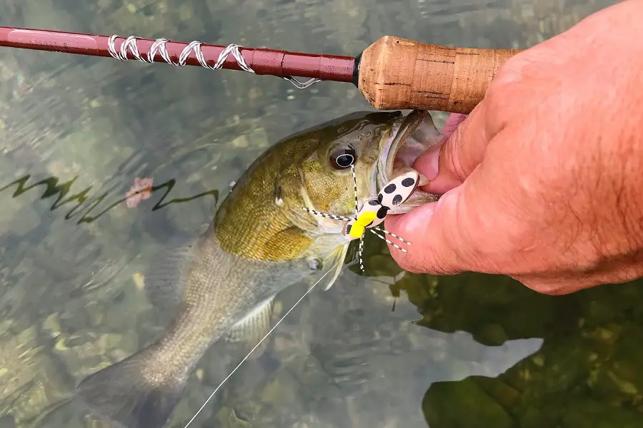 Fly Fishing For Smallmouth Bass