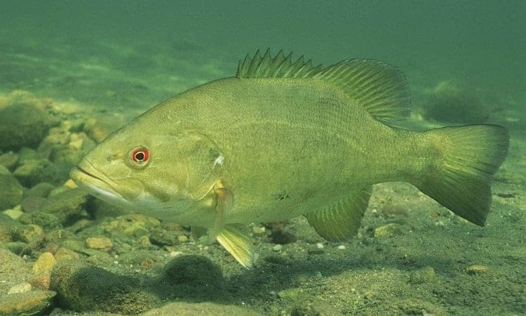 How Long Do Smallmouth Stay On Their Bed?