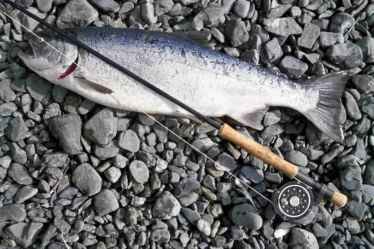 Fishing Rod For Salmon