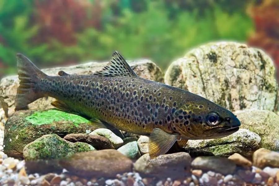 What Do Trout Eat In The Wild?