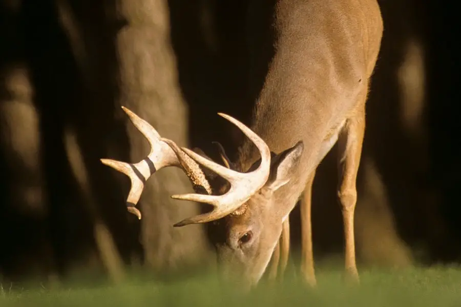 How long should a deer be left to hang before being processed?