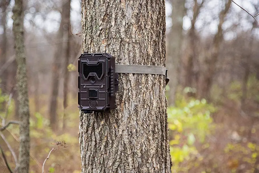 The Top 5 Trail Cameras Reviewed