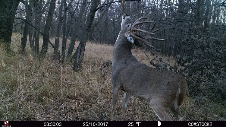 Finding Bucks With Trail Camera