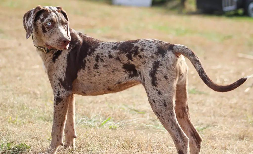 CATAHOULA LEOPARD DOGS