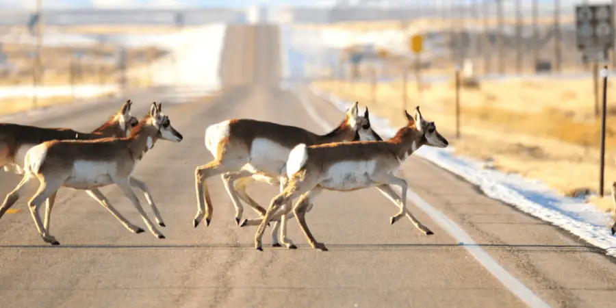 Deer Crossings