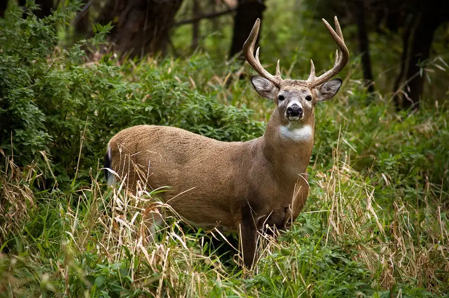 Deer Huntings