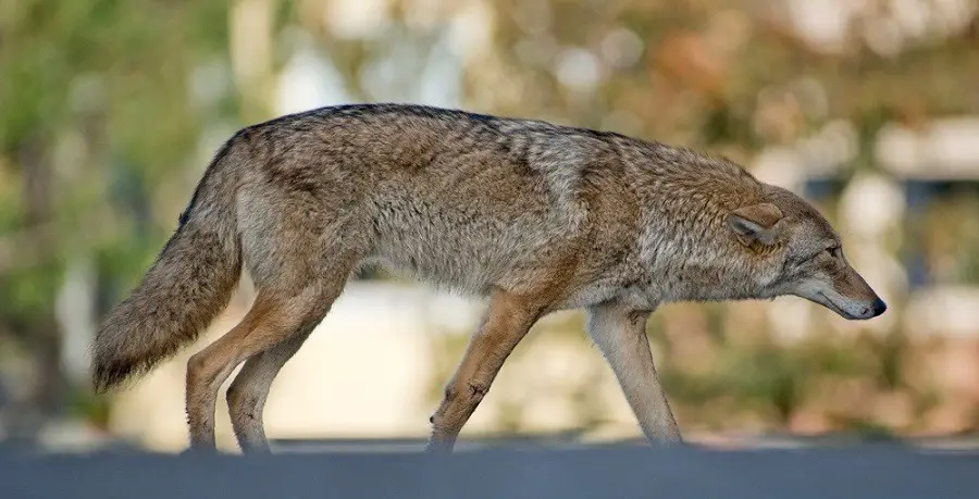 HAZING coyotes