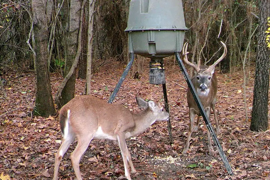 DIY Deer Feeder: Save Money and Bond With Nature