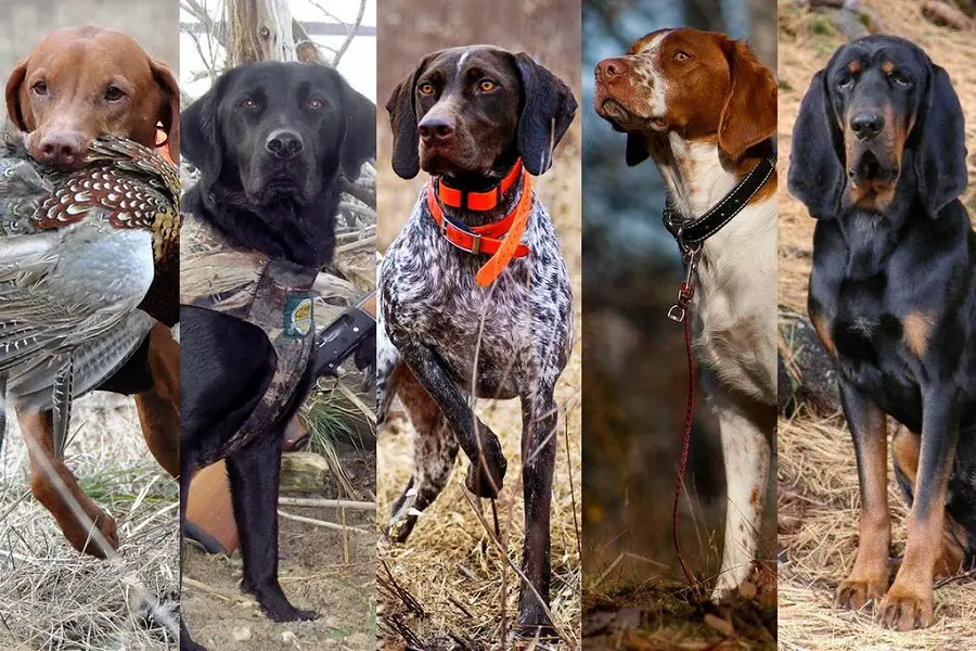 13 Best Hunting Dogs for the Ultimate Outdoor Adventure