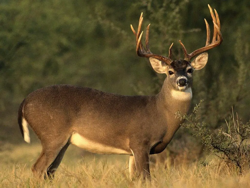 How to call a trophy buck