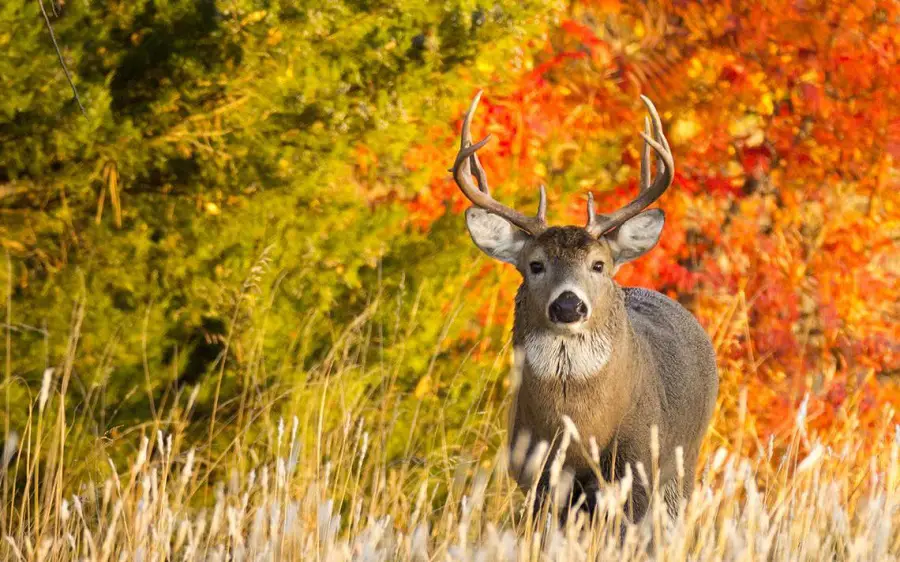 Why is Deer Hunting Populars