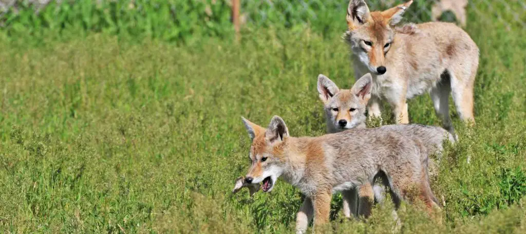 coyotes population control