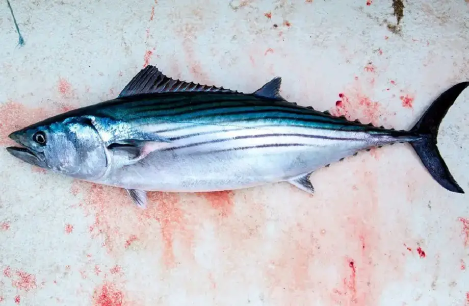 Guide to catch & eat Bonito fish