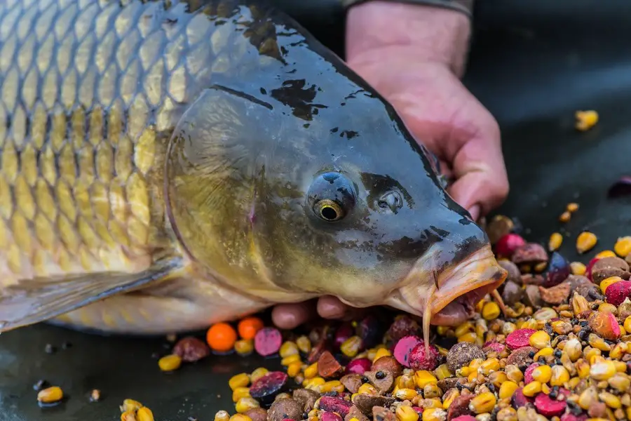 Can You Eat Carp? And What Does it Taste Like?