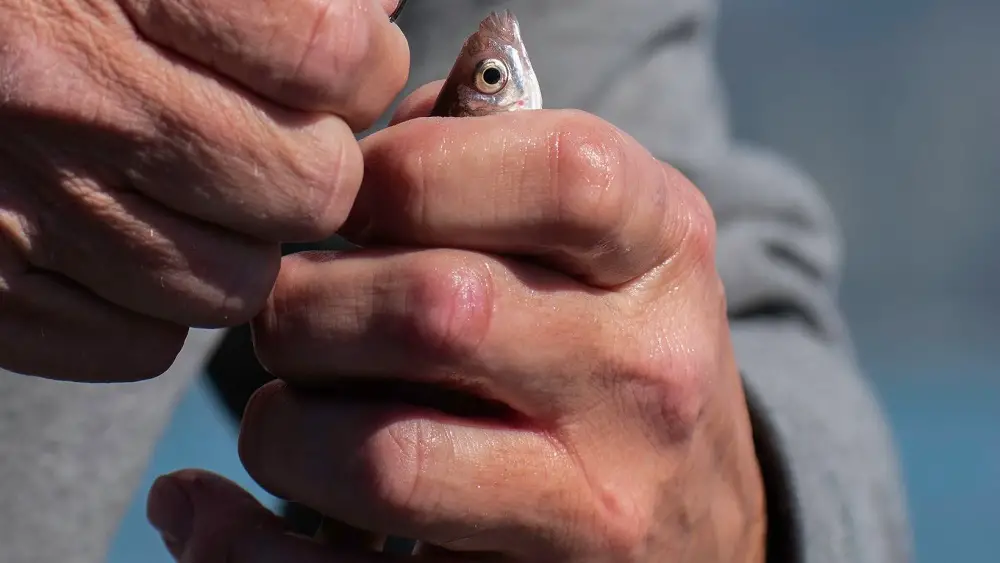 How to Hook a Minnow: 3 Best Methods 2