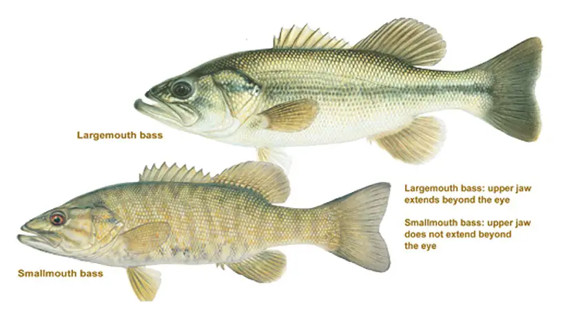Visible differences between largemouth and smallmouth bass