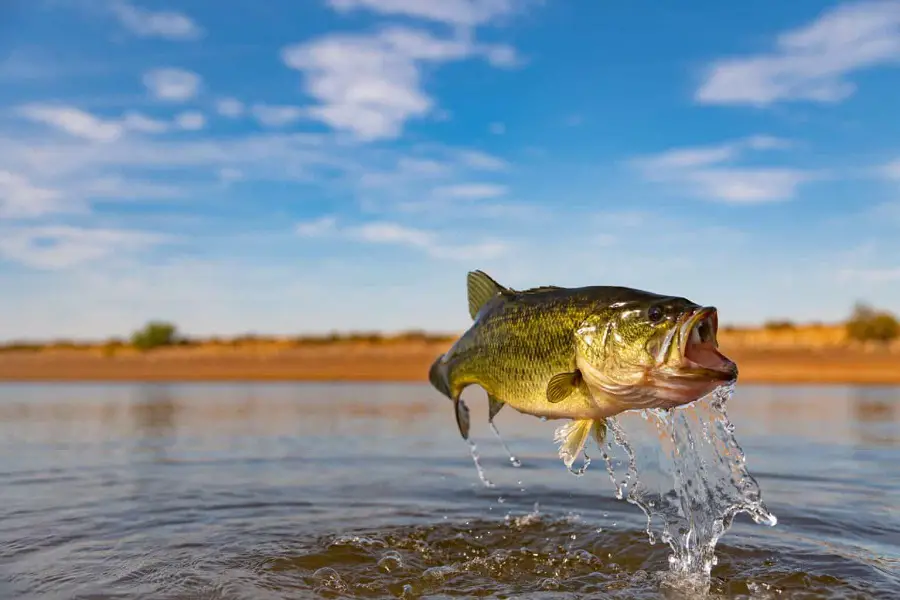 Largemouth bass jumps out the water
