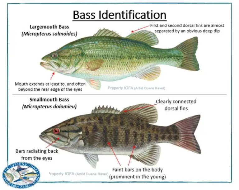 Smallmouth Vs. Largemouth Bass 