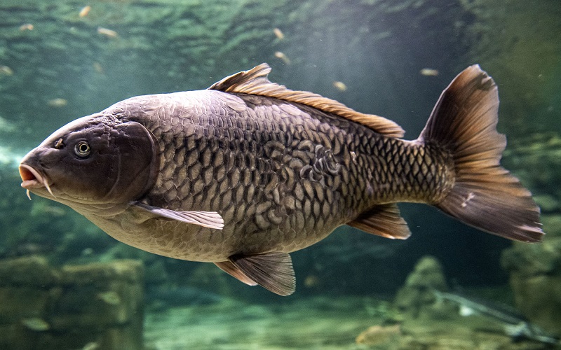 Large carp swimming in the freshwater