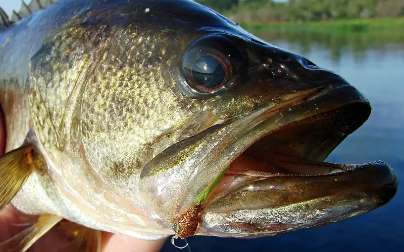 Jaws line behind eyes for largemouth bass