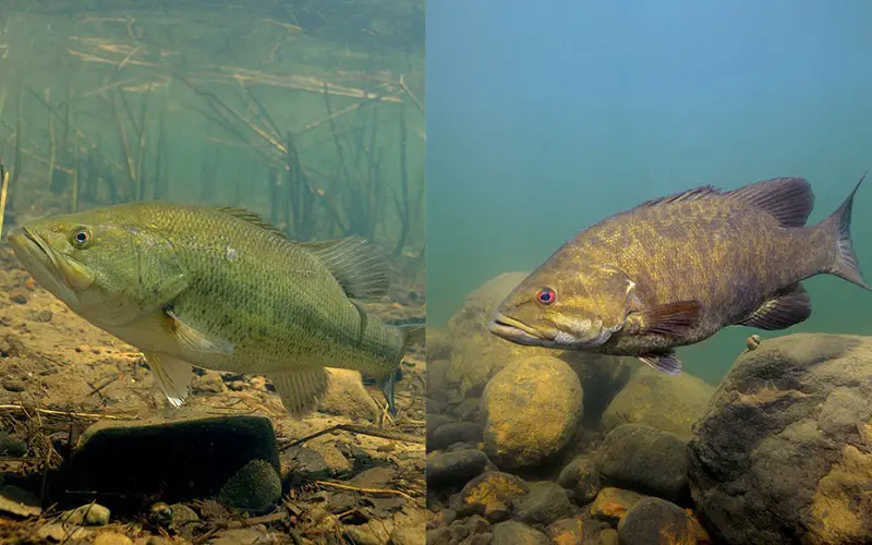 Main differences between largemouth and smallmouth bass