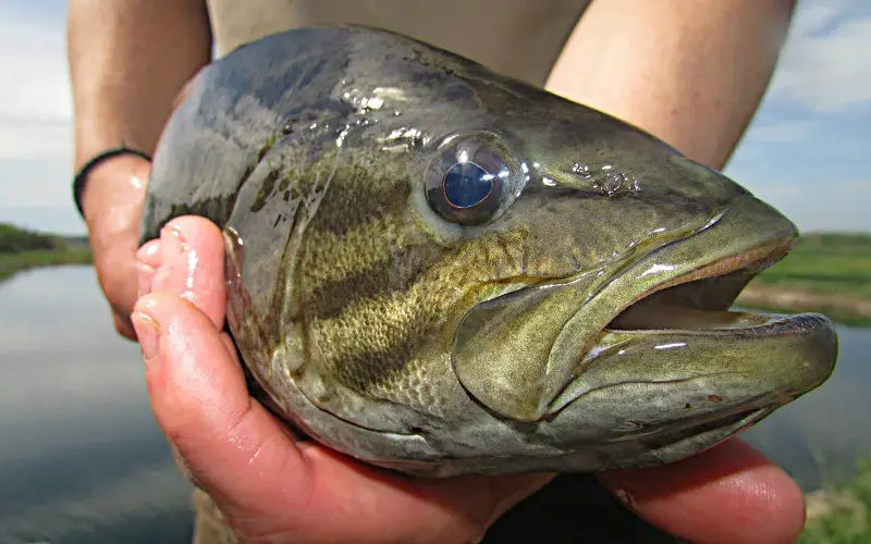 Smallmouth bass eyes and jaws line