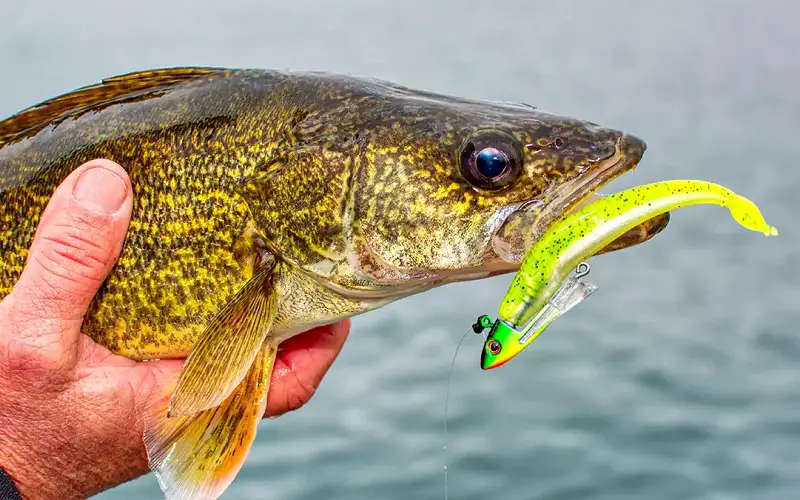 walleye could bite