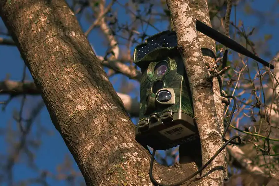 Wireless Trail Camera on the tree