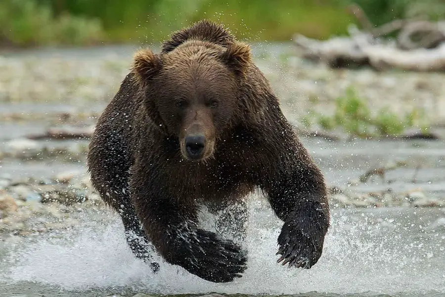 How Fast Can a Bear Run? Know the Facts and Stay Safe!