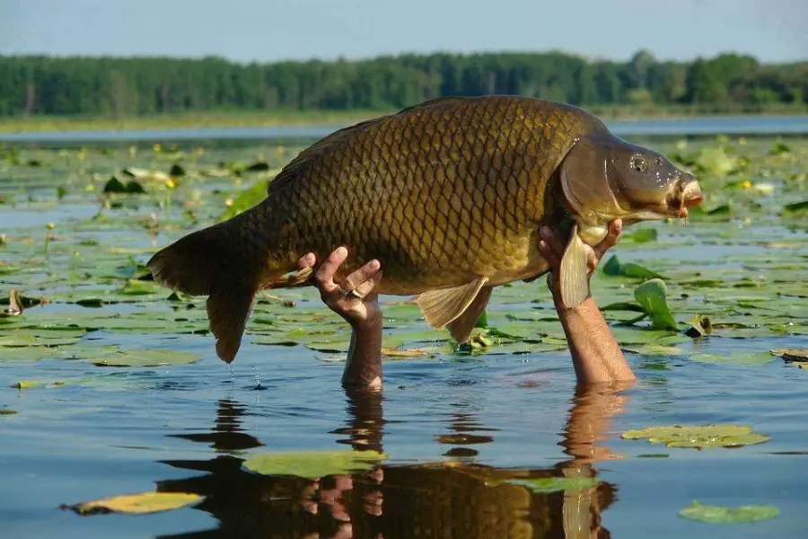 How to Catch Carp: A Beginner's Guide to Successful Fishing Trips