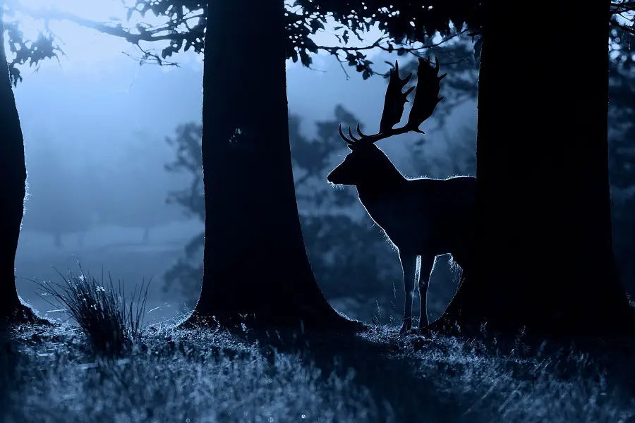 Are Deer Nocturnal? Uncovering the Secrets of Nocturnality