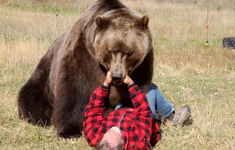 Bear Attacks on Humans