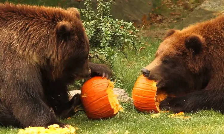 What Do Bears Eat?
