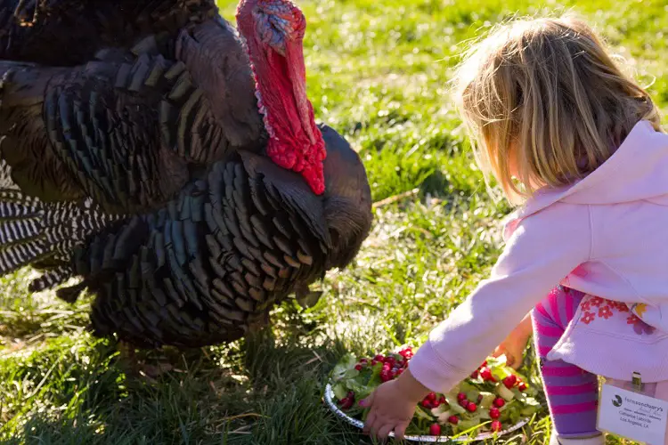 What Should You Feed Wild Turkeys?