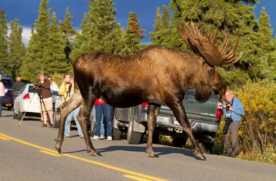 Uncovering the How Big is a Moose: What You Need to Know