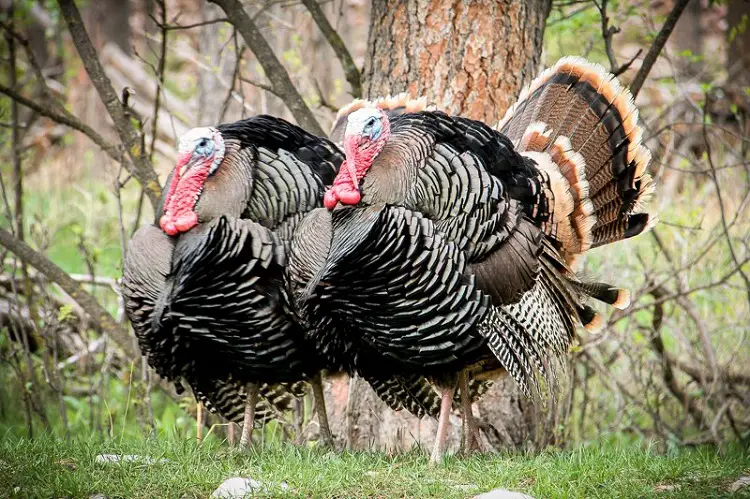 FAQs in Relation to What Do Wild Turkeys Eat