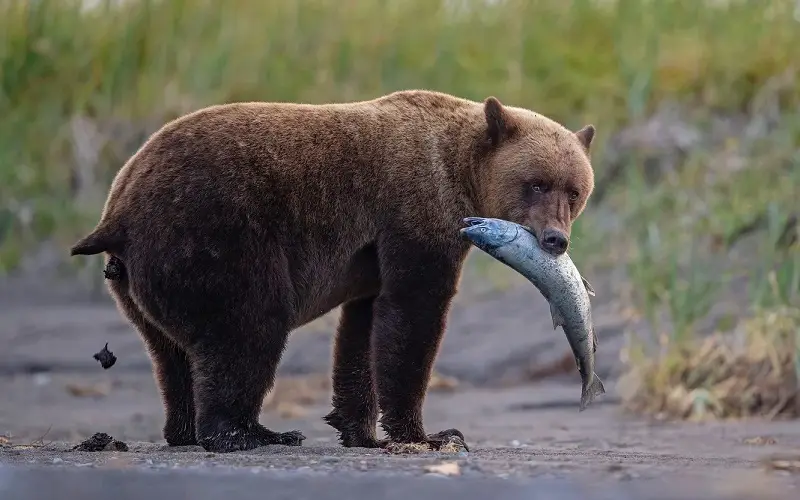 Bear eating catched salmon