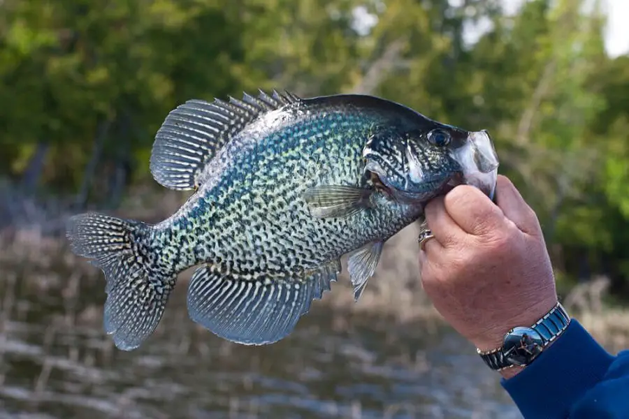 Crappie Fishing 101: Proven Tips and Tactics for a Bountiful Haul