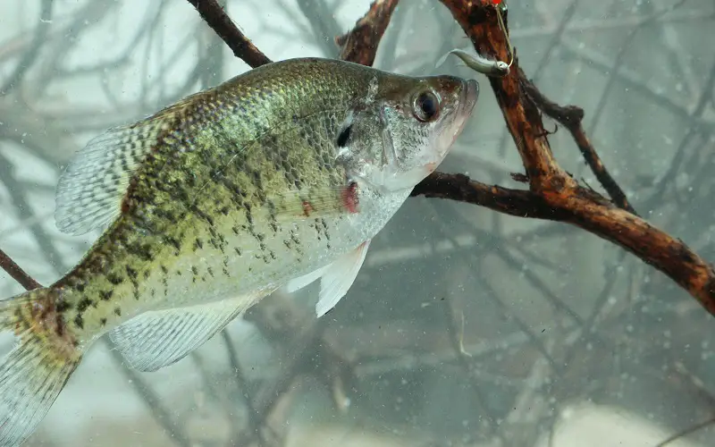 Small minnow as a bait for Crappie