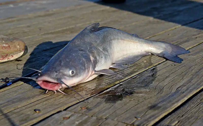 catched blue catfish on the dock