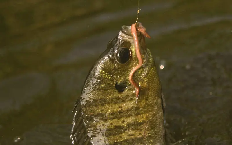 Worms are most succesful bait for bluegill