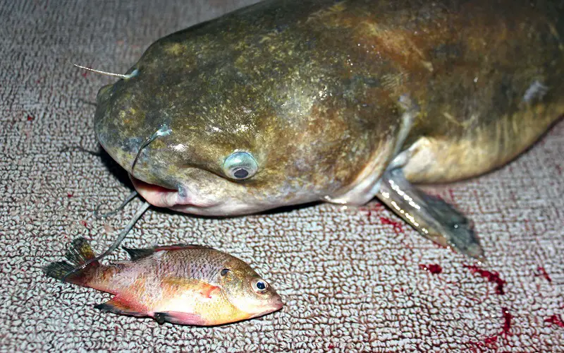 Live bluegill as a catfish bait