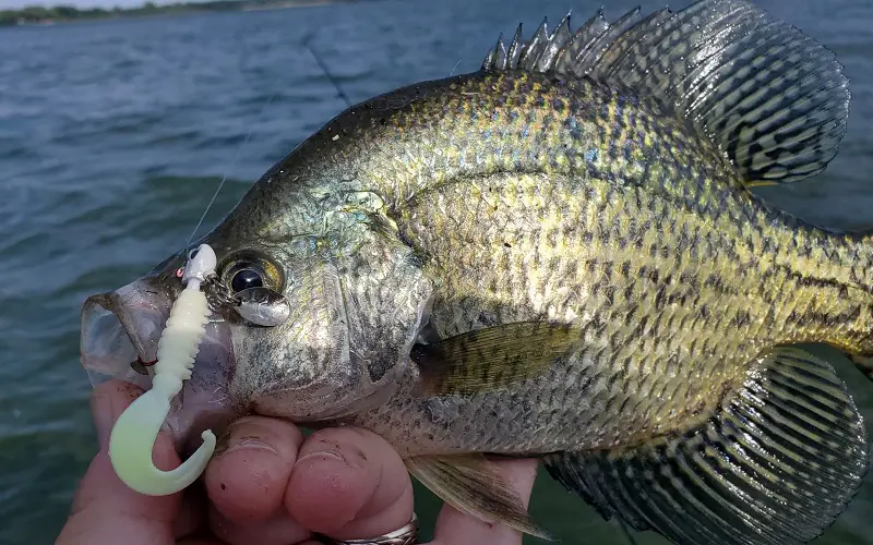 Lures and jigs for crappie fishing