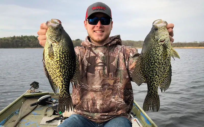 Two larger crappies catch
