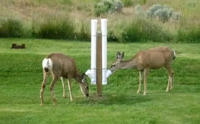 DIY deer feeder
